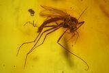 Three Fossil Flies (Diptera) In Baltic Amber #166253-2